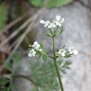  - Scandix pecten-veneris subsp. pecten-veneris