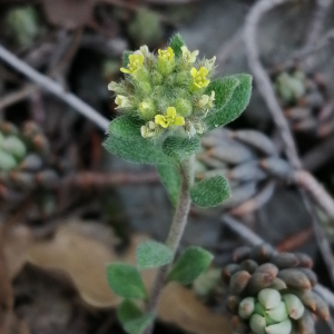 Photographie n°2843764 du taxon Alyssum alyssoides (L.) L. [1759]