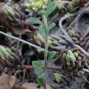 Photographie n°2843765 du taxon Alyssum alyssoides (L.) L. [1759]