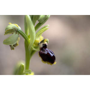 20240320_02_ophrys_passionis.jpg