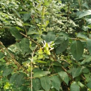 Photographie n°2843788 du taxon Lonicera caprifolium L. [1753]