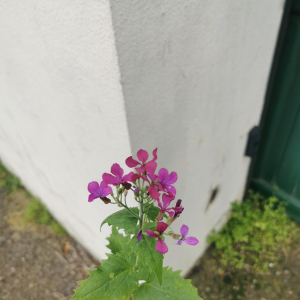 Photographie n°2843817 du taxon Lunaria annua L. [1753]