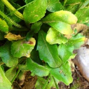 Photographie n°2843825 du taxon Bellis perennis L. [1753]