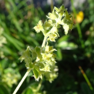 Photographie n°2843832 du taxon Alchemilla alpina L. [1753]