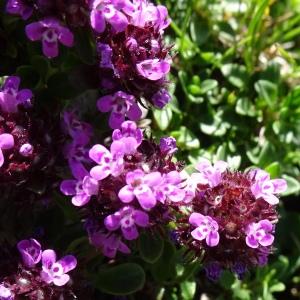 Photographie n°2843866 du taxon Thymus praecox Opiz [1824]