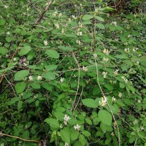 Photographie n°2844857 du taxon Lonicera xylosteum L. [1753]