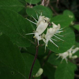 Photographie n°2844859 du taxon Lonicera xylosteum L. [1753]