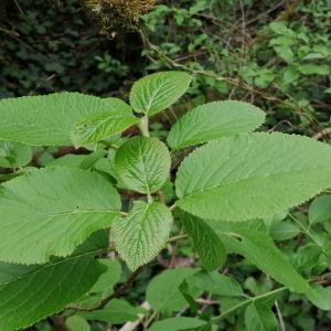 Photographie n°2844862 du taxon Viburnum lantana L. [1753]