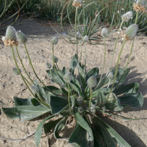 Photographie n°2846479 du taxon Plantago lagopus L. [1753]
