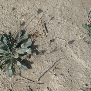 Photographie n°2846480 du taxon Plantago lagopus L. [1753]