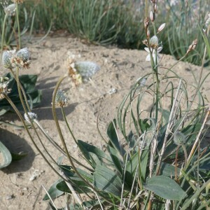 Photographie n°2846481 du taxon Plantago lagopus L. [1753]