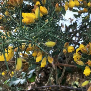 Photographie n°2846508 du taxon Ulex europaeus L. [1753]