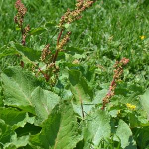 Photographie n°2846521 du taxon Rumex alpinus L. [1759]