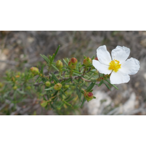 Cistus clusii Dunal