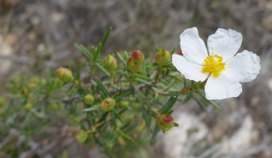 sugar33, le 27 mars 2024 (Peníscola / Peñíscola (Sierra de Hirta))