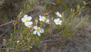 sugar33, le 27 mars 2024 (Peníscola / Peñíscola (Sierra de Hirta))