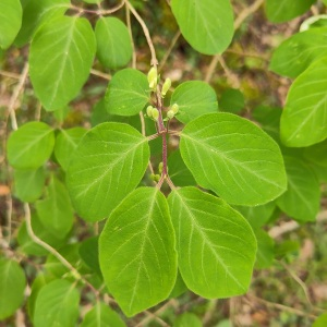 Photographie n°2847550 du taxon Lonicera xylosteum L. [1753]