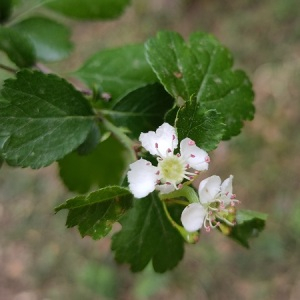 Photographie n°2847555 du taxon Crataegus laevigata (Poir.) DC. [1825]