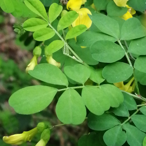 Photographie n°2847569 du taxon Hippocrepis emerus subsp. emerus