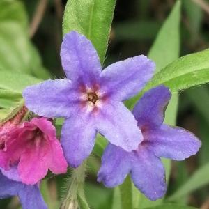 Photographie n°2847574 du taxon Buglossoides purpurocaerulea (L.) I.M.Johnst. [1954]