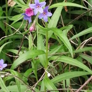 Photographie n°2847575 du taxon Buglossoides purpurocaerulea (L.) I.M.Johnst. [1954]