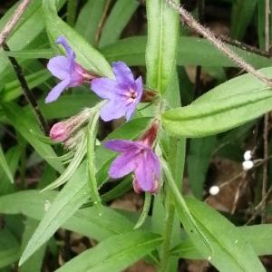 Photographie n°2847576 du taxon Buglossoides purpurocaerulea (L.) I.M.Johnst. [1954]