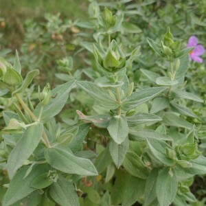 Photographie n°2848142 du taxon Cistus albidus L. [1753]