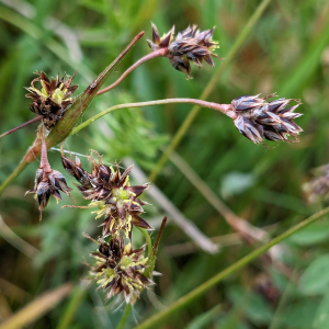  - Luzula multiflora subsp. multiflora