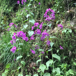 Photographie n°2848163 du taxon Lunaria annua L.