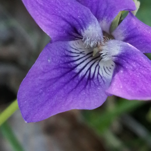 Photographie n°2848180 du taxon Viola riviniana Rchb. [1823]