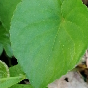 Photographie n°2848184 du taxon Viola riviniana Rchb. [1823]