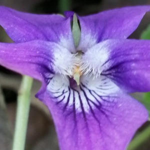 Photographie n°2848185 du taxon Viola riviniana Rchb. [1823]