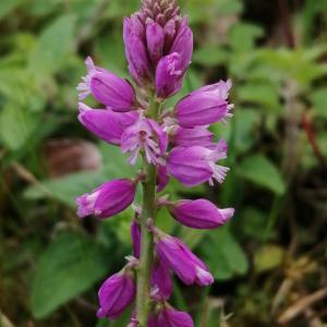 Photographie n°2848192 du taxon Polygala vulgaris L. [1753]