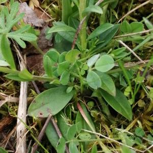 Photographie n°2848194 du taxon Polygala vulgaris L. [1753]