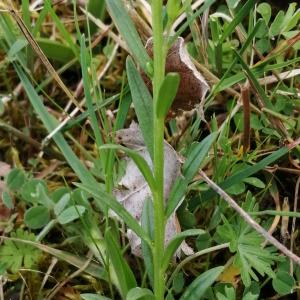 Photographie n°2848195 du taxon Polygala vulgaris L. [1753]