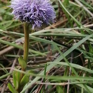 Photographie n°2848198 du taxon Globularia vulgaris L. [1753]