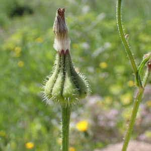 Photographie n°2848428 du taxon Urospermum picroides (L.) Scop. ex F.W.Schmidt