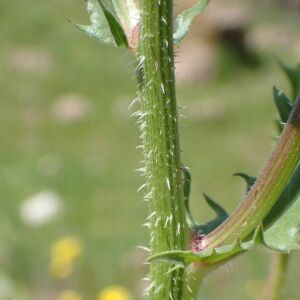 Photographie n°2848429 du taxon Urospermum picroides (L.) Scop. ex F.W.Schmidt