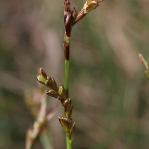 Photographie n°2848962 du taxon Carex digitata L. [1753]