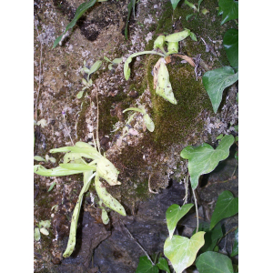 pinguicula caussensis (1).jpg