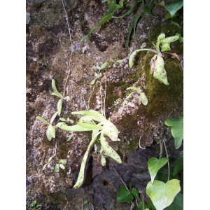 pinguicula caussensis (11).jpg