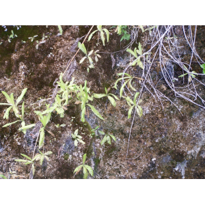 pinguicula caussensis (15).jpg