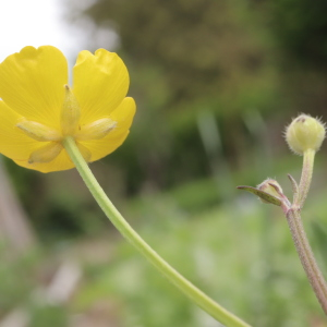 Photographie n°2849008 du taxon Ranunculus repens L. [1753]