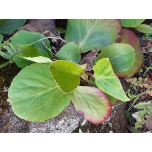 bergenia crassifolia 80pc.jpg