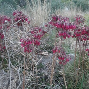  - Kalanchoe delagoensis Eckl. & Zeyh. [1837]