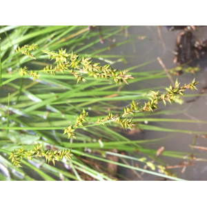 Carex elongata L. (Laiche allongée)