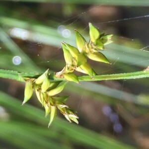 Photographie n°2850219 du taxon Carex elongata L. [1753]