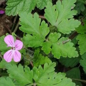 Photographie n°2850230 du taxon Geranium robertianum L. [1753]