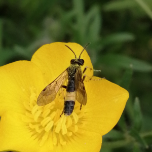 Photographie n°2850231 du taxon Ranunculus bulbosus L. [1753]