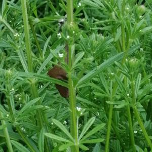 Photographie n°2850236 du taxon Galium aparine L. [1753]